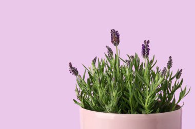 Eflatun arkaplanlı tencere