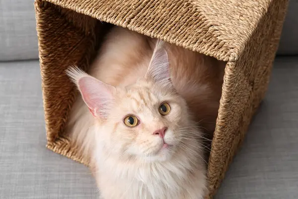 Tatlı Maine Rakunu, oturma odasındaki kanepede hasır sepetin içinde oturuyor.