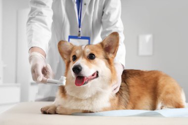 Veteriner veteriner veteriner veteriner kliniğinde şirin Corgi köpeğinin dişlerini fırçalıyor.