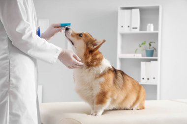 Veteriner parmak diş fırçasıyla veteriner kliniğinde şirin Corgi köpeğinin yanında.