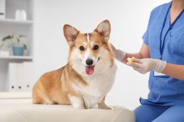 Veteriner veteriner veteriner veteriner kliniğinde şirin Corgi köpeğinin dişlerini fırçalıyor.