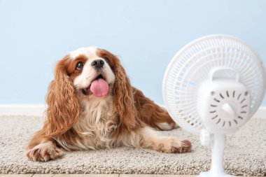 Açık mavi arka planda komik köpek ve elektrikli yelpaze