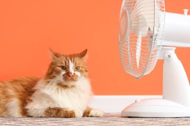 Turuncu duvara karşı komik kedi ve elektrikli vantilatör