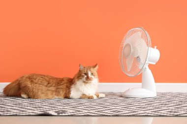 Turuncu duvara karşı komik kedi ve elektrikli vantilatör