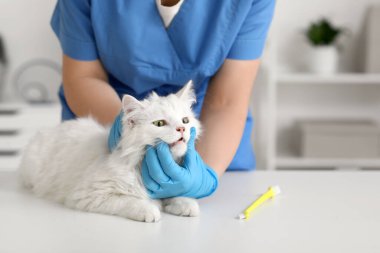 Veteriner kliniğinde beyaz kedisi ve diş fırçası olan bir kadın veteriner. Hayvan Diş Sağlığı Ayı