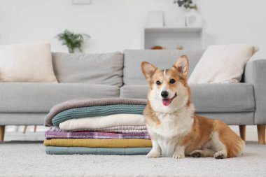 Evde yerde bir yığın ekoseli şirin Corgi köpeği var.