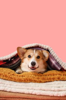 Pembe arka planda ekoseli şirin Corgi köpeği.