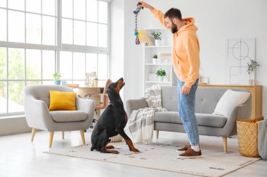 Genç adam evde Dobermann 'ın köpeğiyle oynuyor.