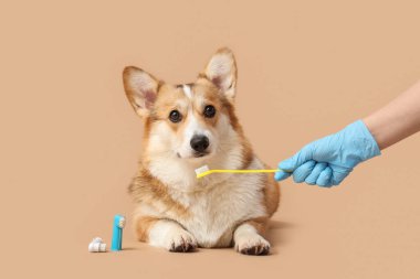 Bej arka planda şirin Corgi köpeğinin dişlerini fırçalayan veteriner.