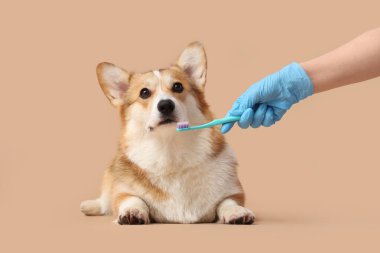 Bej arka planda şirin Corgi köpeğinin dişlerini fırçalayan veteriner.