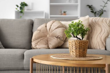 Oturma odasındaki masada bonsai ağacı olan hasır tencere, yakın plan.