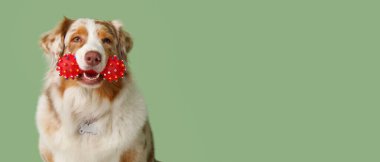 Yeşil duvarın yanında oturan sevimli tüylü Avustralya çoban köpeği.