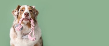 Yeşil duvarın yanında elinde ip oyuncakla oturan sevimli tüylü Avustralyalı çoban köpeği.