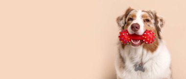 Oyuncak bej duvarın yanında oturan sevimli Avustralya çoban köpeği.