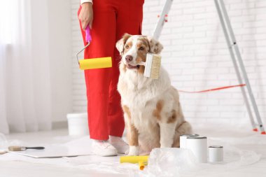 Üniformalı kadın Afro-Amerikan ressam ve evde tamirat sırasında sevimli bir Avustralya çoban köpeği.