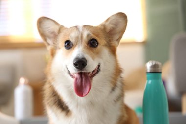 Evde su şişesi olan şirin Corgi köpeği, yakın plan.