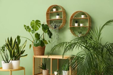 Sehpalı raflar, raflar ve oturma odasındaki yeşil duvarın yanındaki farklı bitkiler.