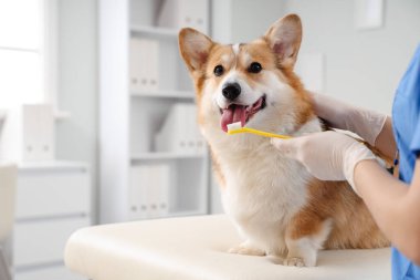 Veteriner veteriner veteriner veteriner kliniğinde şirin Corgi köpeğinin dişlerini fırçalıyor.