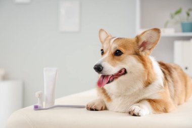 Veteriner kliniğindeki masada diş fırçası ve diş macunuyla duran sevimli Corgi köpeği.