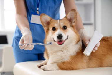 Veteriner diş macunuyla veteriner veteriner kliniğinde Corgi köpeğinin dişlerini fırçalıyor.