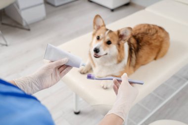 Veteriner veteriner veteriner veteriner kliniğindeki şirin Corgi köpeğinin yanındaki diş fırçasına diş macunu sürüyor.