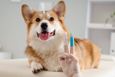 Veteriner parmak diş fırçasıyla veteriner kliniğinde Corgi Dog 'un yanında.