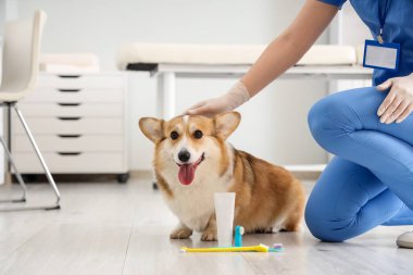 Veteriner veteriner veteriner veteriner kliniğinde diş fırçası ve diş macunuyla sevimli Corgi köpeği besliyor.