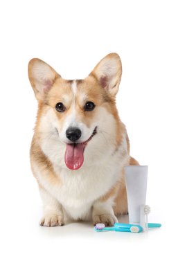 Beyaz arka planda diş fırçası ve diş macunu olan şirin Corgi köpeği.