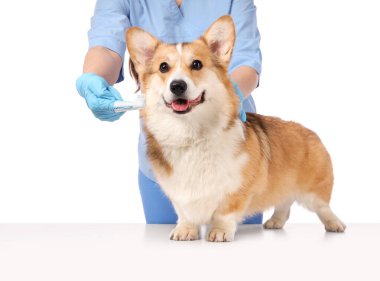 Beyaz arka planda şirin Corgi köpeğinin dişlerini fırçalayan veteriner.