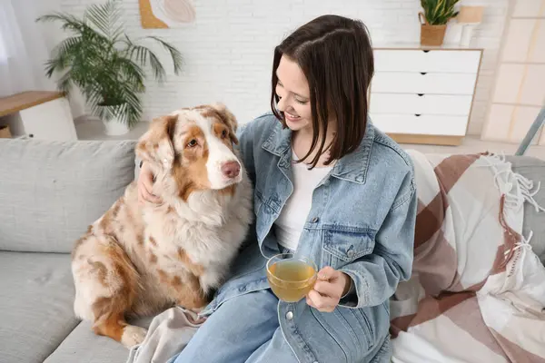 Şirin bir Avustralya çoban köpeği ve evdeki kanepede çay içen genç ve mutlu bir kadın.