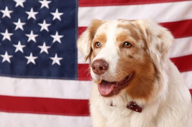 Amerikan bayrağına karşı şirin bir köpek, yakın plan. Bağımsızlık Günü kutlamaları