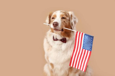 Papyonlu ve bej arka planda Amerikan bayrağı olan sevimli bir köpek. Bağımsızlık Günü kutlamaları