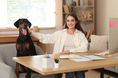 Şirin Doberman köpeği ve işyerindeki genç ve güzel mutlu kadın.