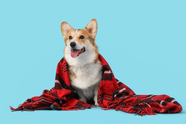 Mavi arka planda kırmızı ekoseli şirin Corgi köpeği.