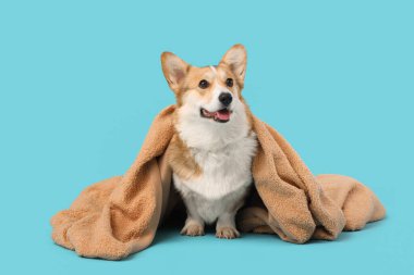 Mavi arka planda kahverengi ekoseli şirin Corgi köpeği.