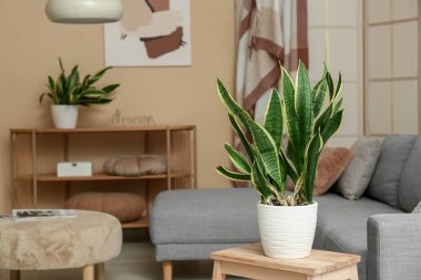 Sansevieria fabrikası oturma odasının iç tarafındaki merdivende, yakın plan.