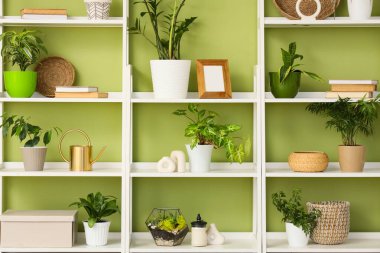 Kitaplı raflar ve yeşil duvarın yanında bitkiler, yakın plan.