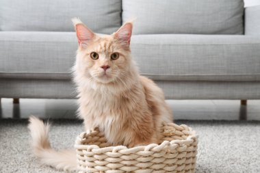 Oturma odasında sepette oturan sevimli Maine Rakunu kedisi.