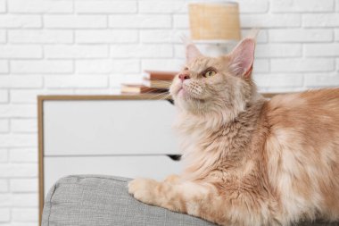 Oturma odasındaki sevimli Maine Rakunu kedisi