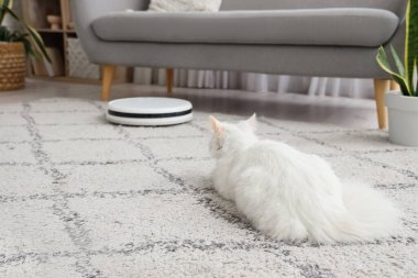 Evdeki halının üstünde robot süpürgesi olan sevimli beyaz kedi.