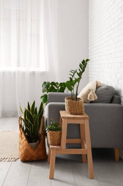 Oturma odasında kanepe, tabure ve yeşil bitkiler var.