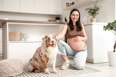 Genç, mutlu, hamile bir kadın ve tatlı bir Avustralya çoban köpeği evde mutfakta oturuyor.