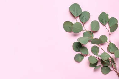 Pembe arka planda okaliptüs dalı