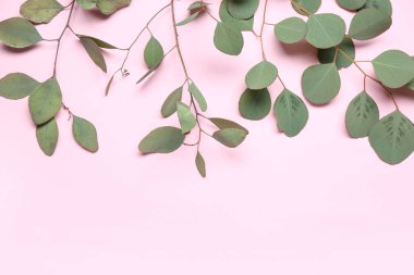 Pembe arka planda okaliptüs dalları