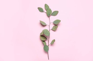 Pembe arka planda okaliptüs dalı