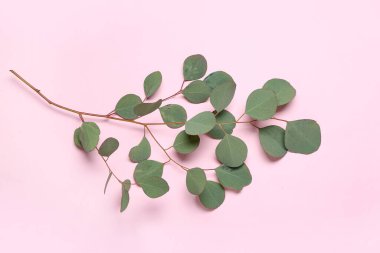 Pembe arka planda okaliptüs dalı