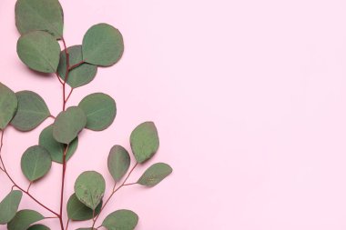 Pembe arka planda okaliptüs dalı