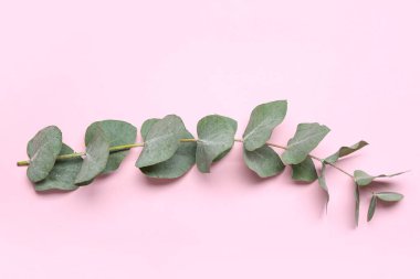 Pembe arka planda okaliptüs dalı