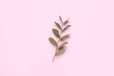 Pembe arka planda okaliptüs dalı