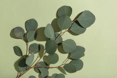 Yeşil arkaplanda okaliptüs dalı